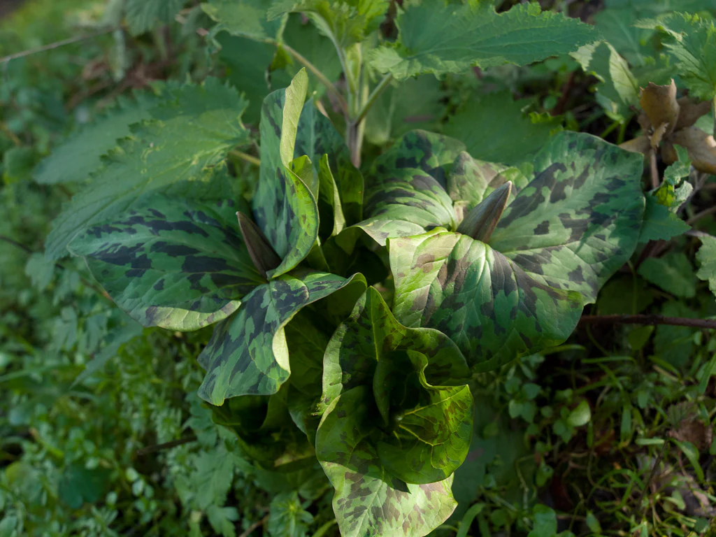 Giant Trillium - Image 2