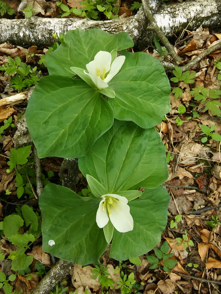 Giant Trillium - Image 3