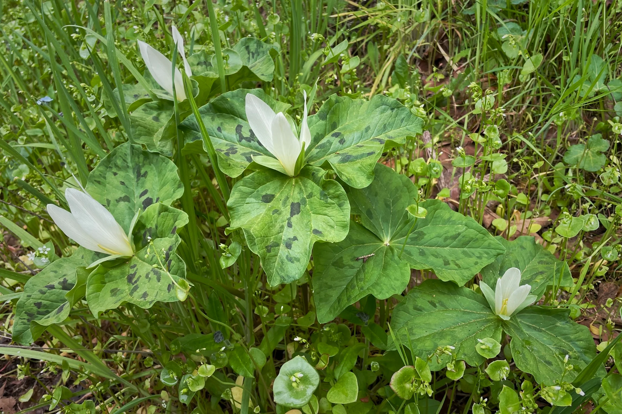 Giant Trillium - Image 4