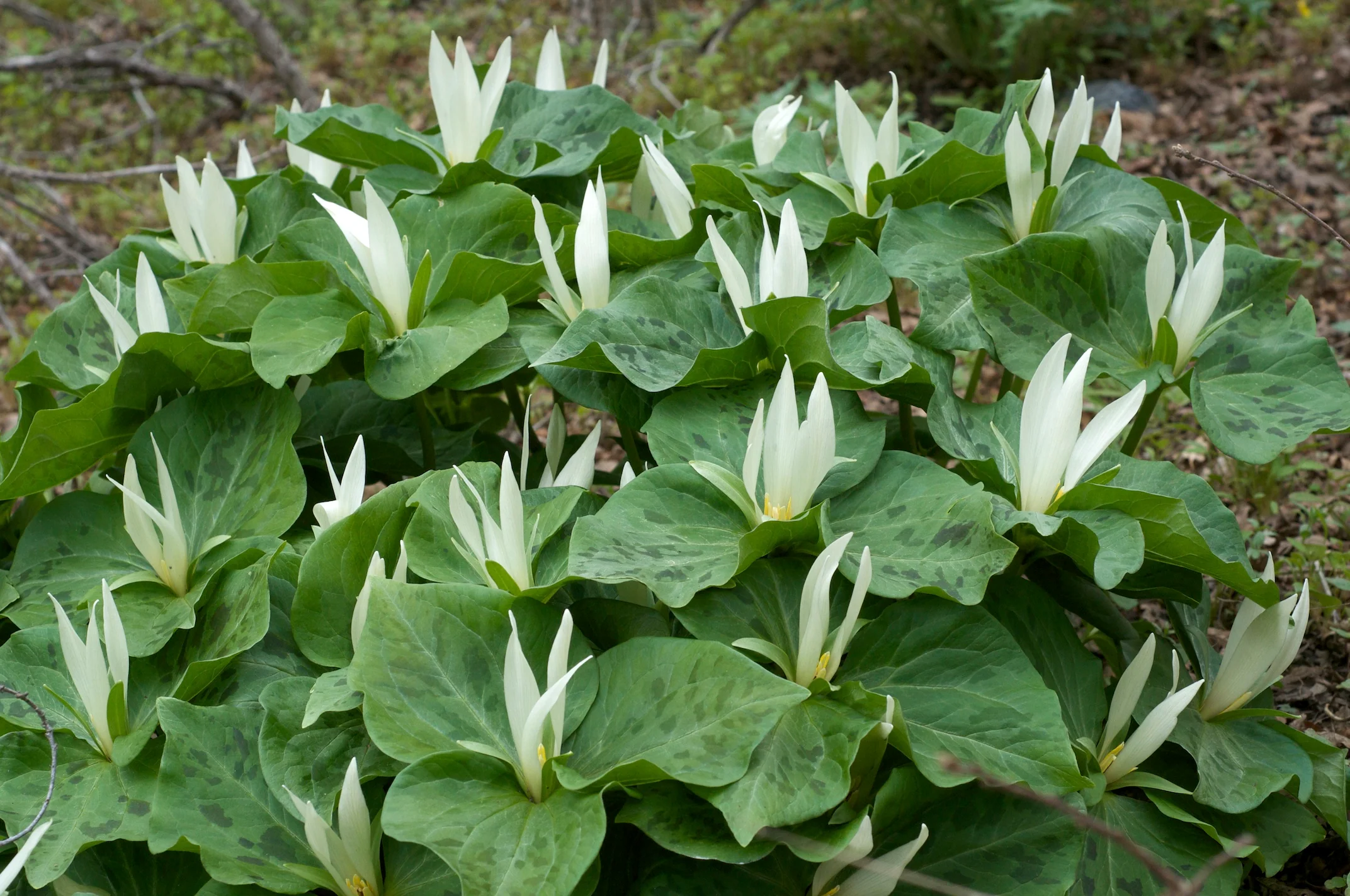 Giant Trillium - Image 5