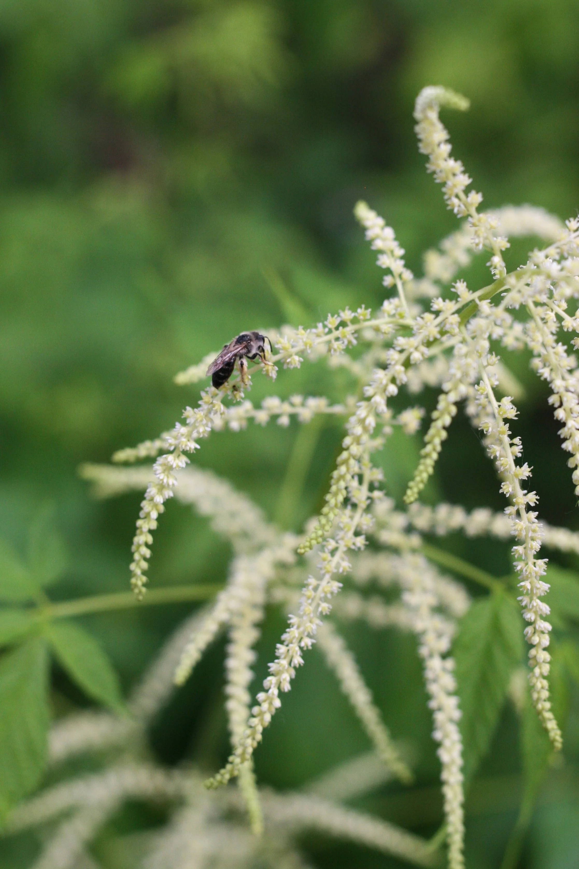 Goatsbeard - Image 4