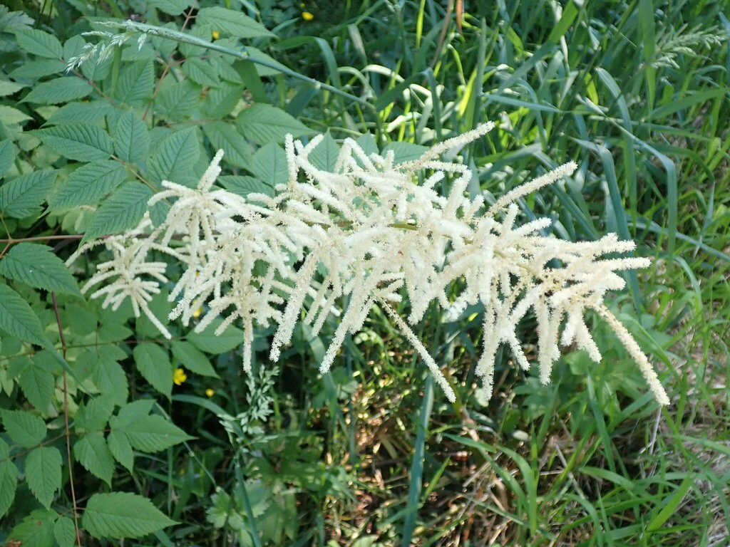 Goatsbeard - Image 5