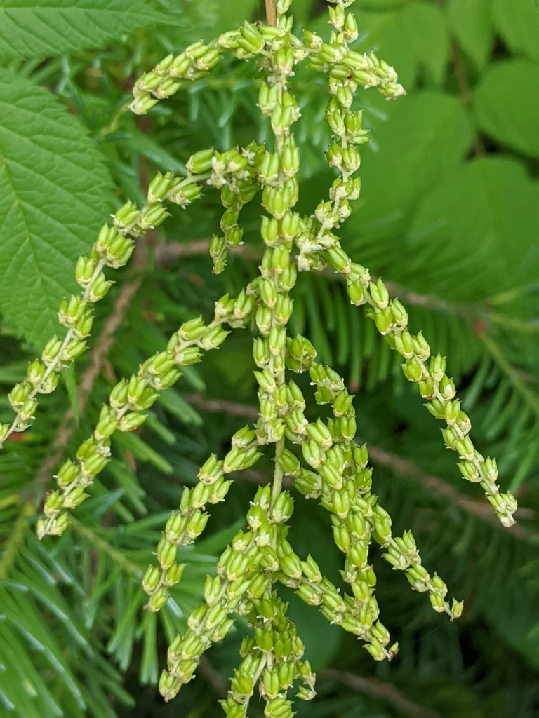 Goatsbeard - Image 6