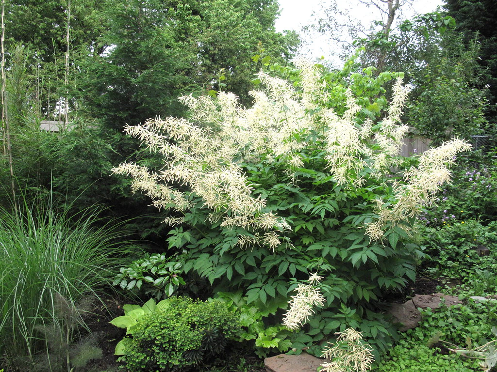 Goatsbeard - Image 7