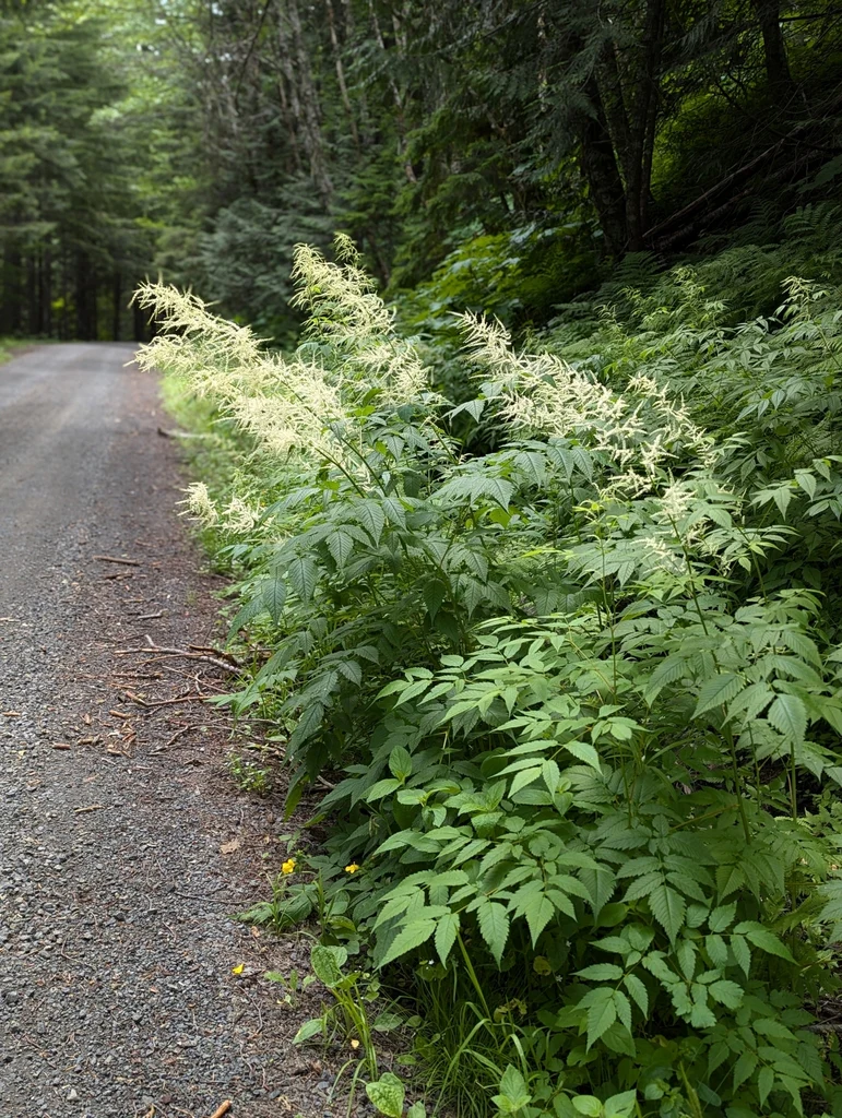 Goatsbeard - Image 8