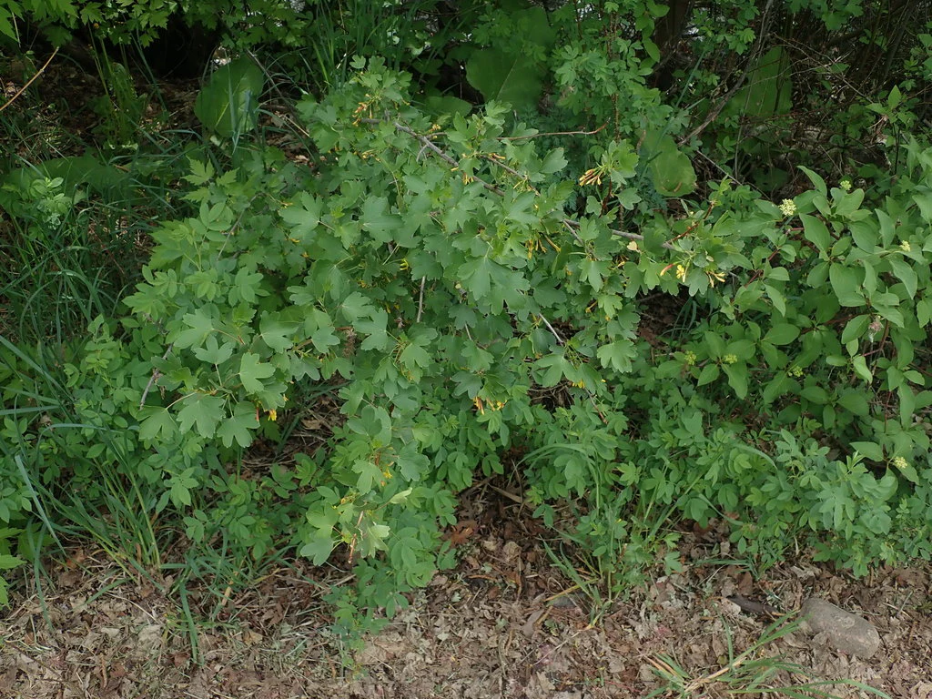 Golden Currant - Image 2