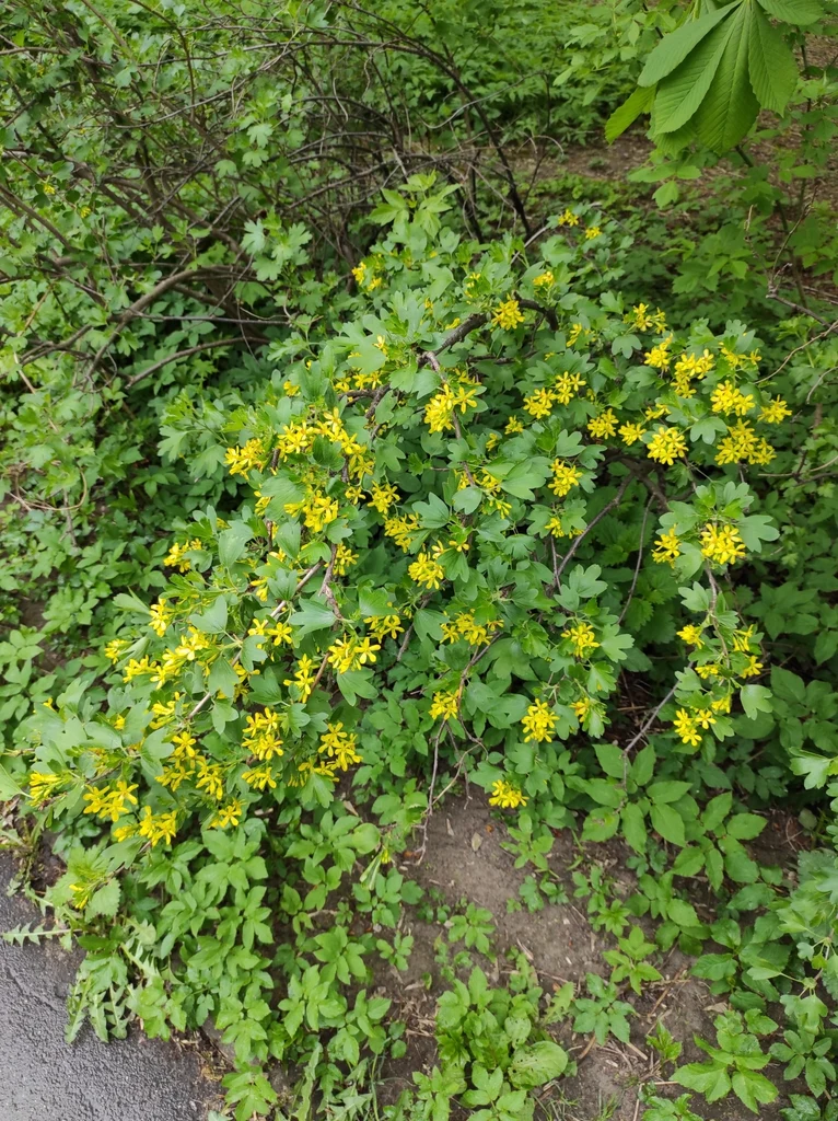 Golden Currant - Image 3