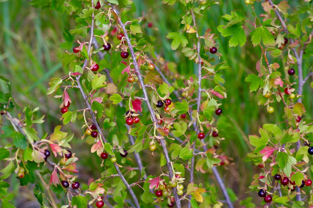 Golden Currant - Image 4