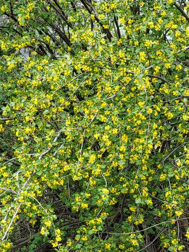 Golden Currant - Image 5