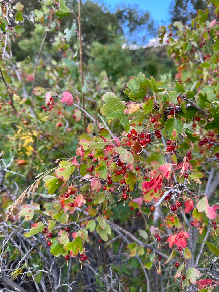 Golden Currant - Image 6