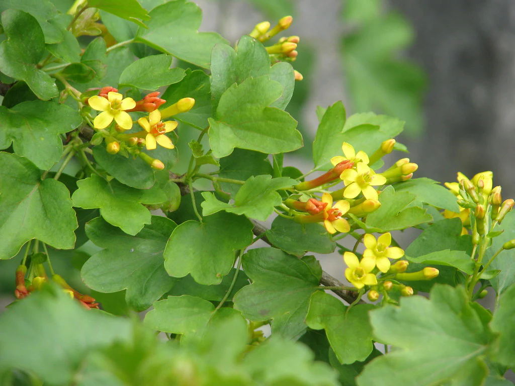 Golden Currant - Image 7