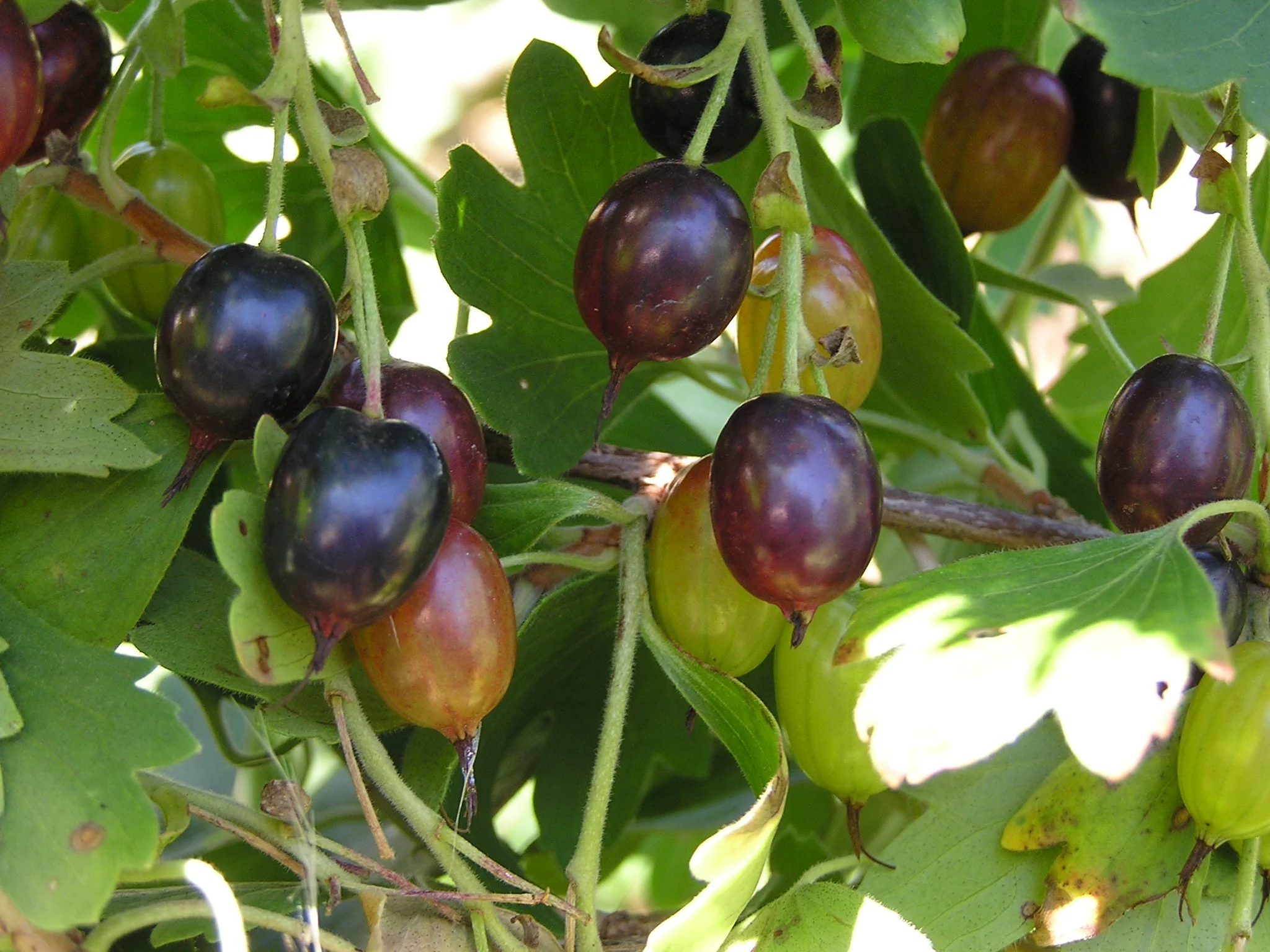 Golden Currant - Image 8