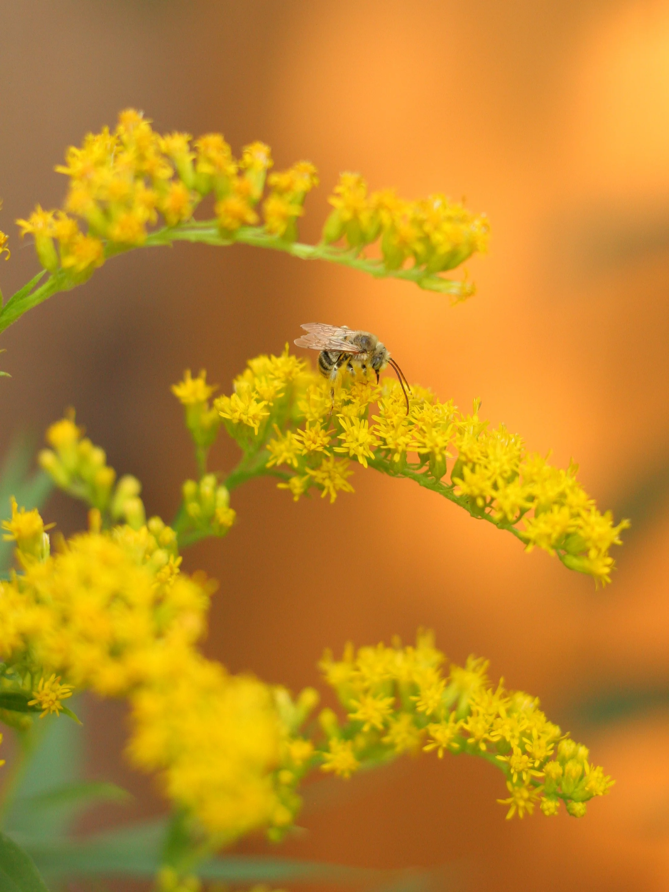 Goldenrod - Image 2
