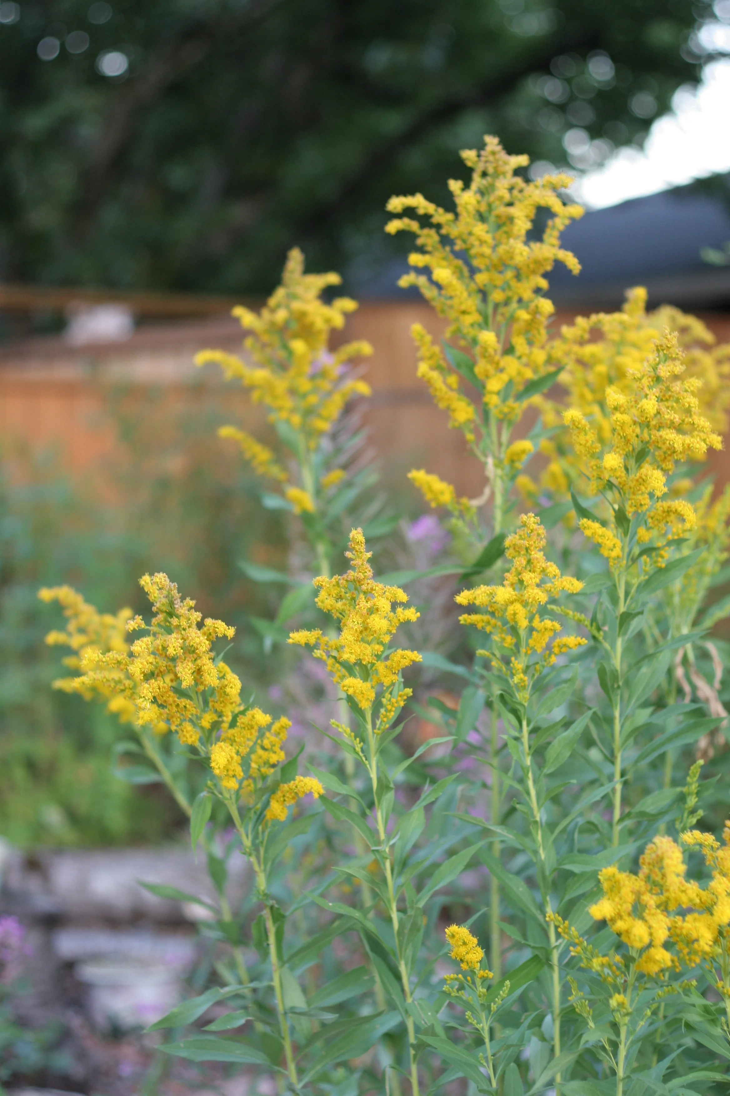 Goldenrod - Image 3