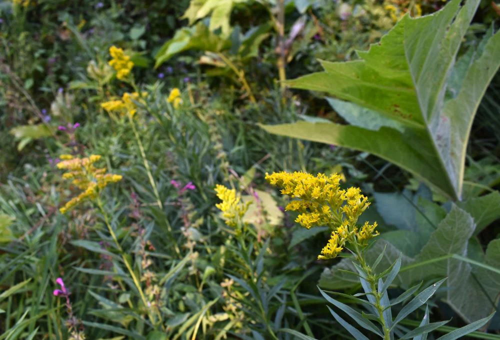 Goldenrod - Image 4