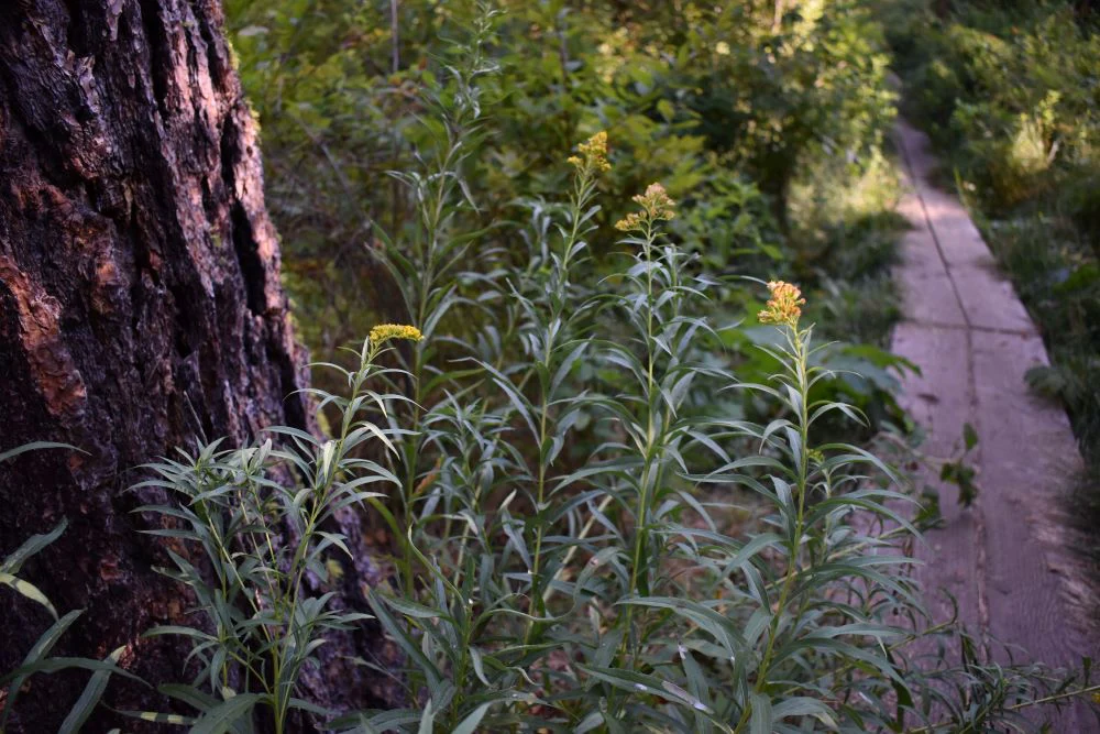 Goldenrod - Image 5