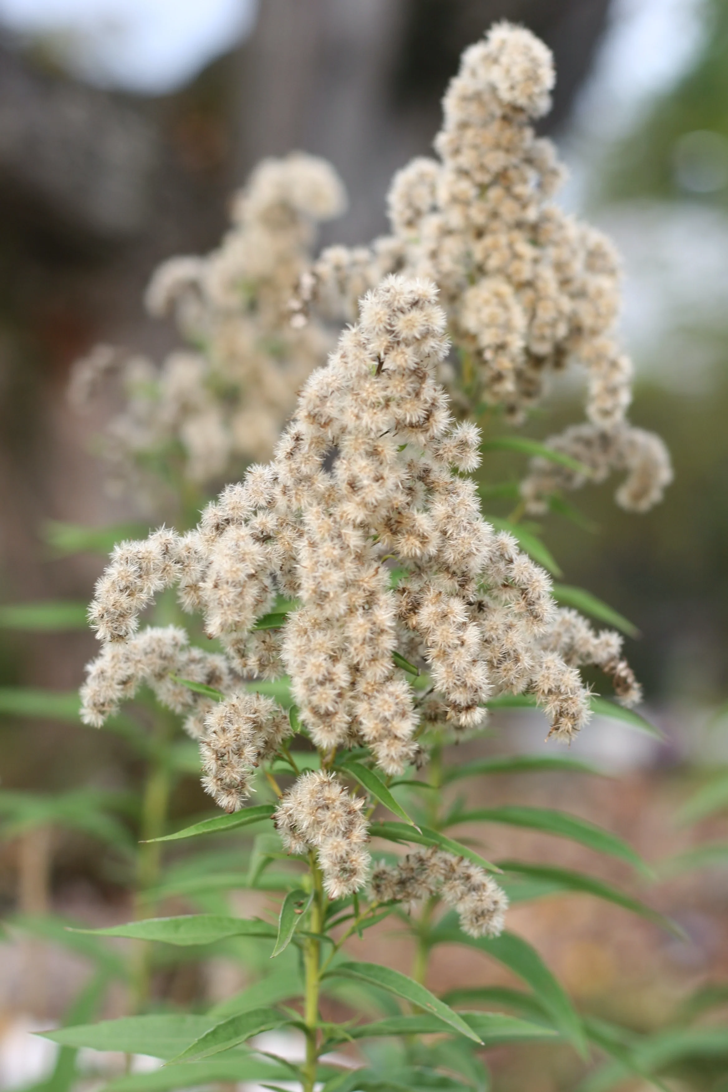 Goldenrod - Image 6