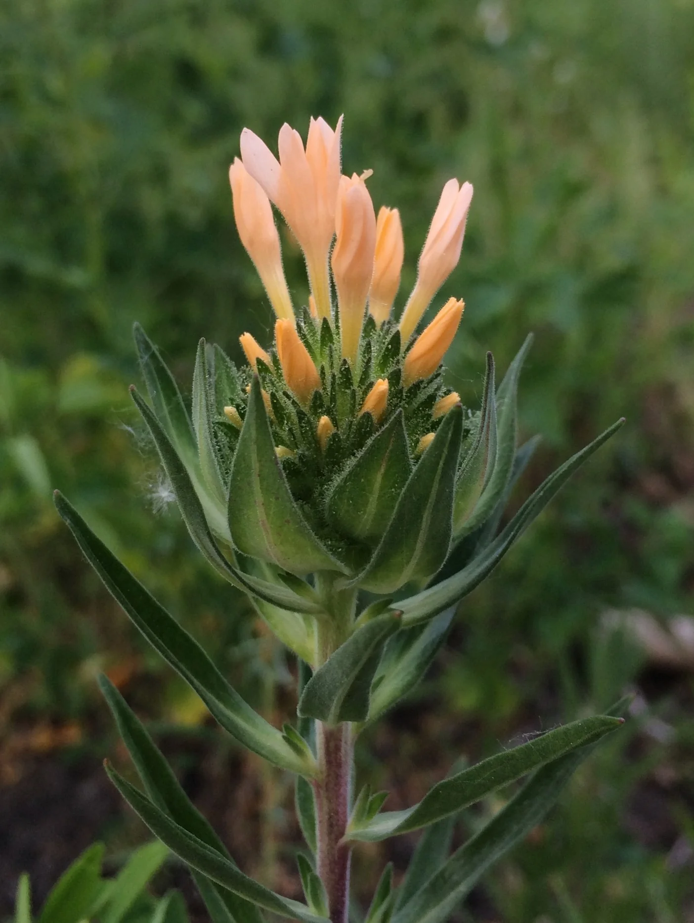 Grand Collomia (Seeds) - Image 2
