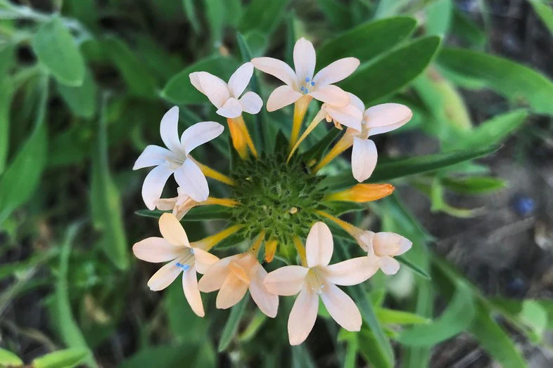 Grand Collomia (Seeds) - Image 3