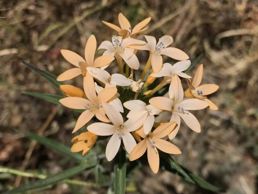Grand Collomia (Seeds) - Image 4