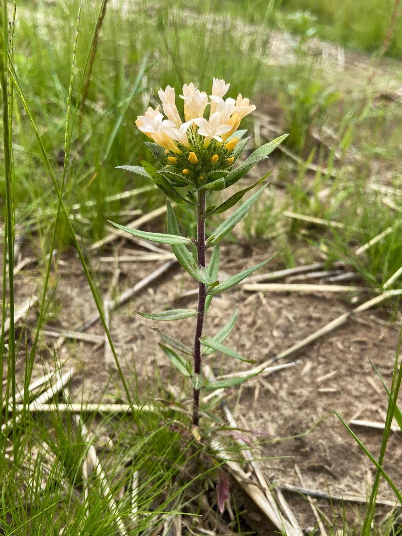 Grand Collomia (Seeds) - Image 5