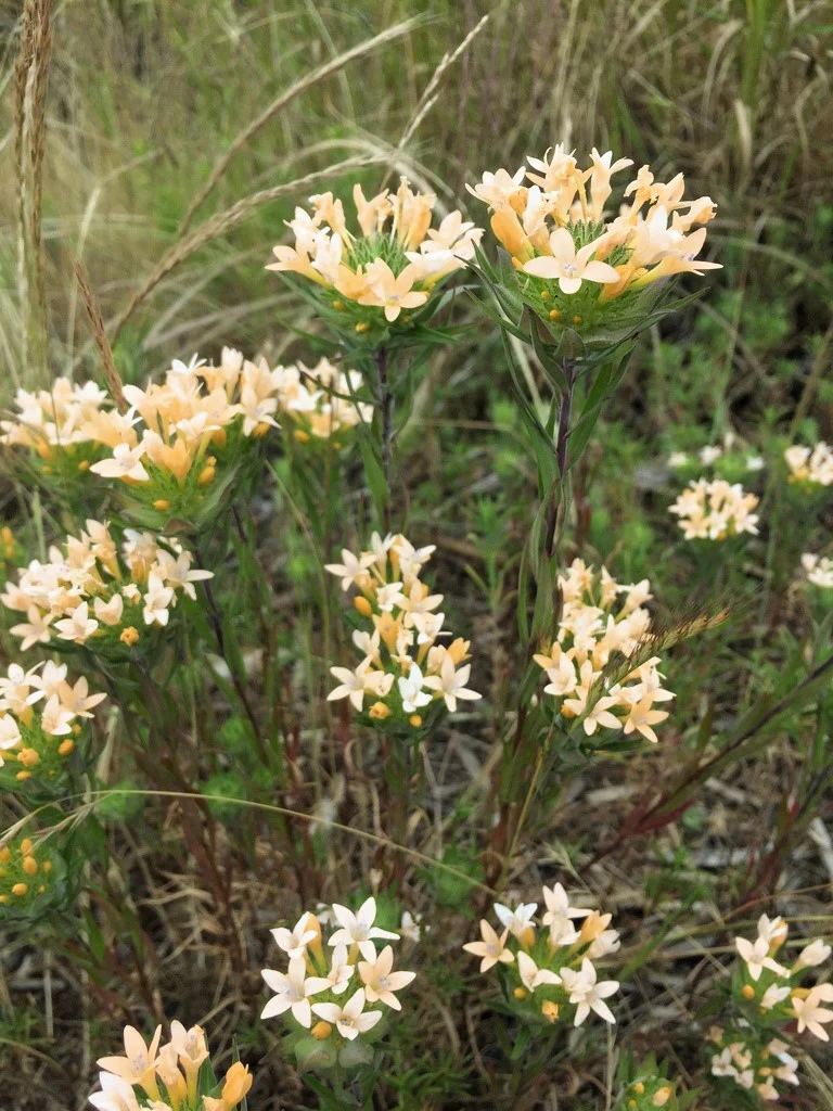 Grand Collomia (Seeds) - Image 6