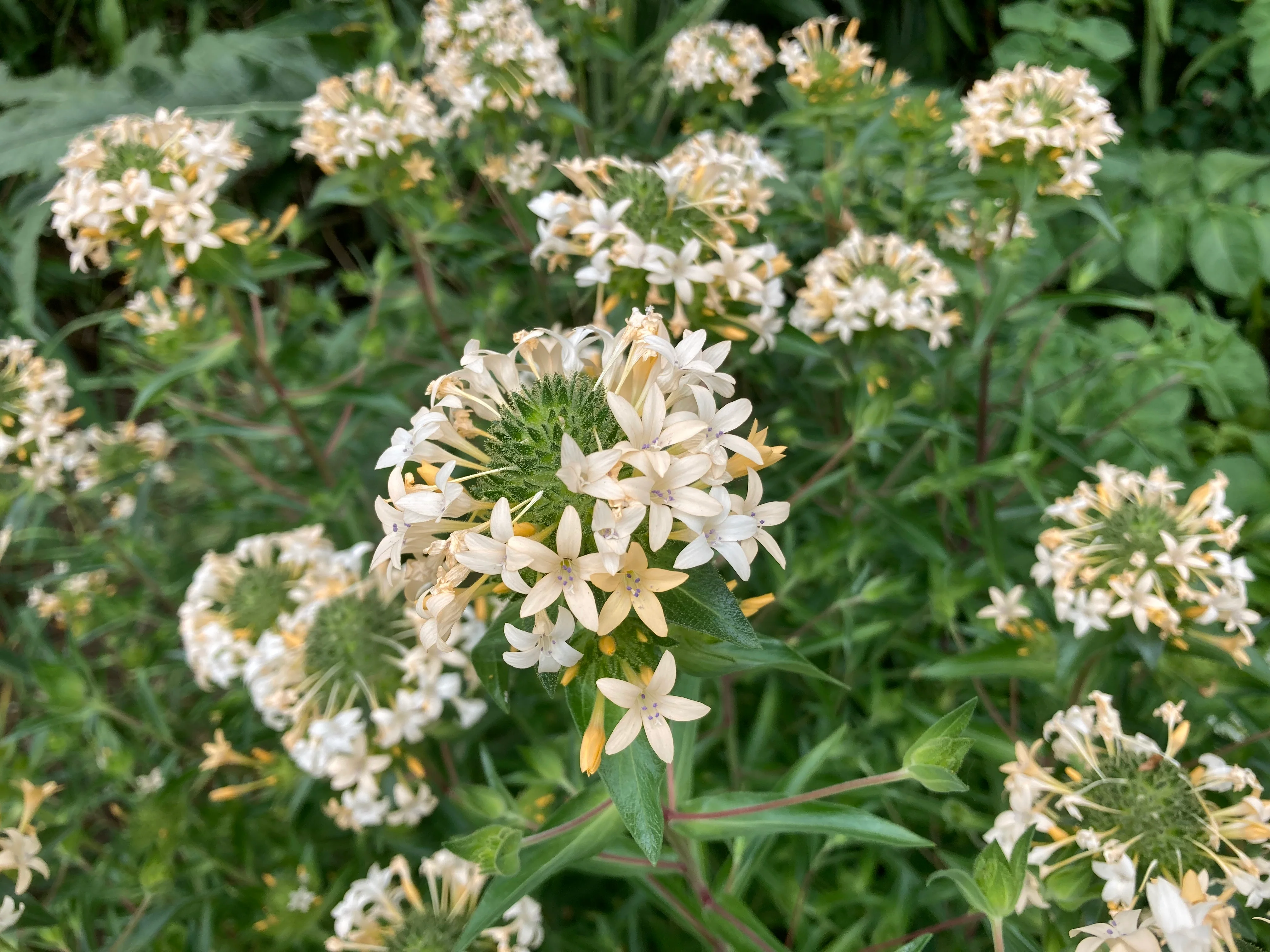Grand Collomia (Seeds) - Image 7
