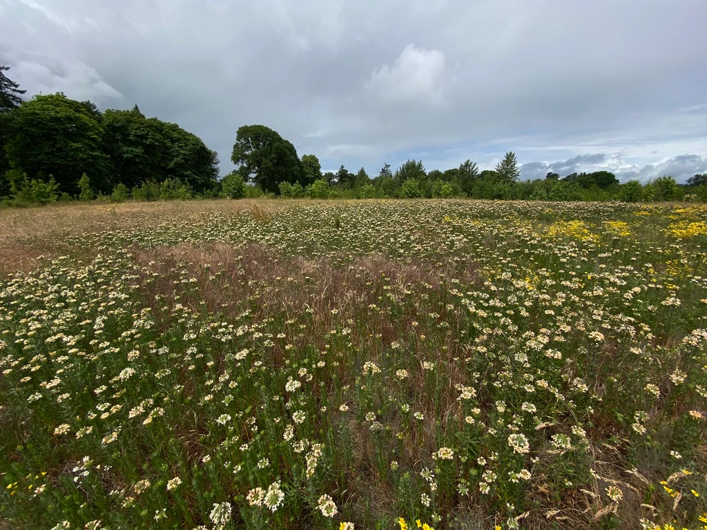 Grand Collomia (Seeds) - Image 8