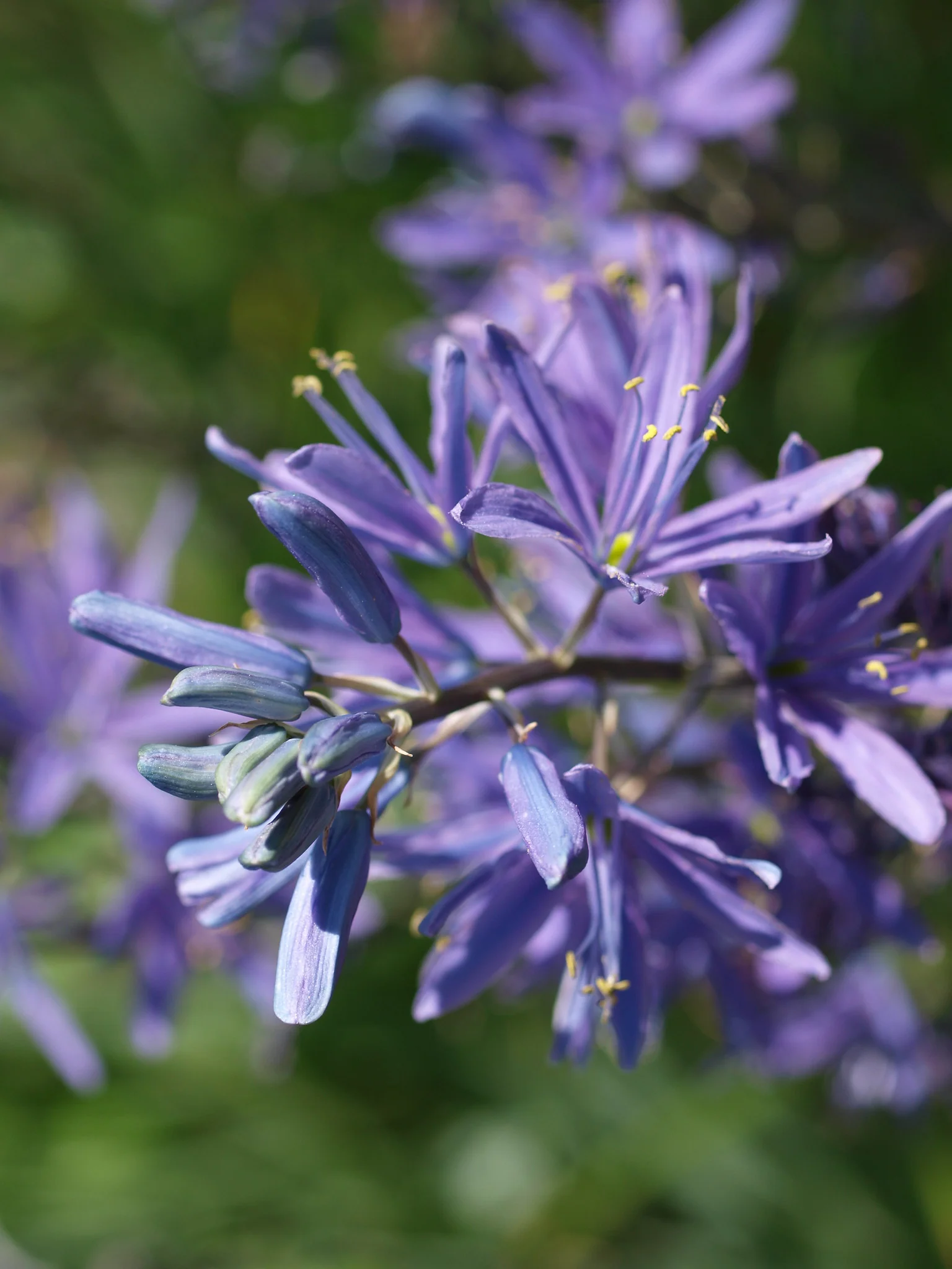Great Camas - Image 2