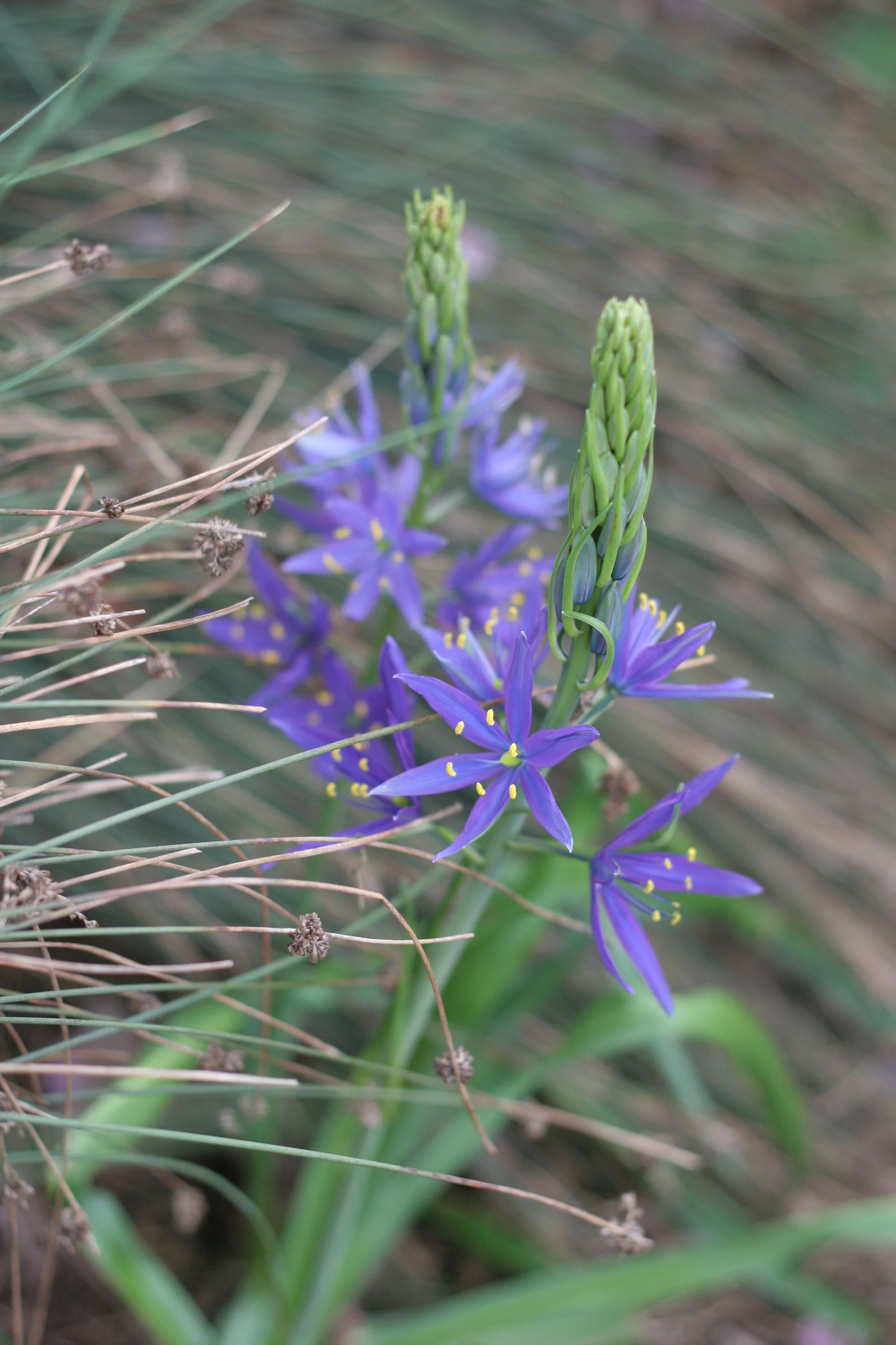 Great Camas - Image 3