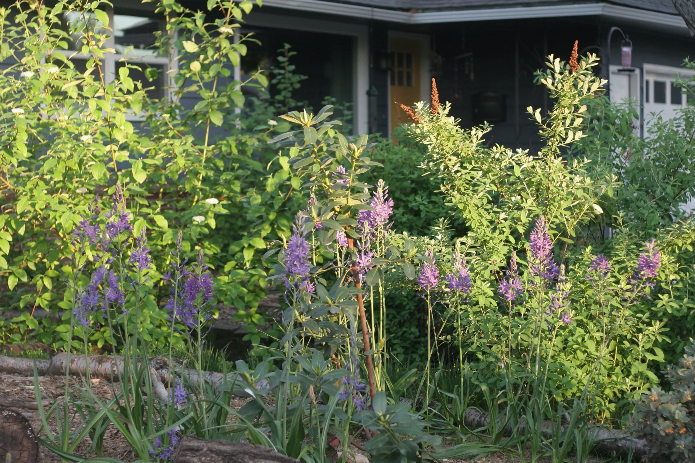Great Camas - Image 4