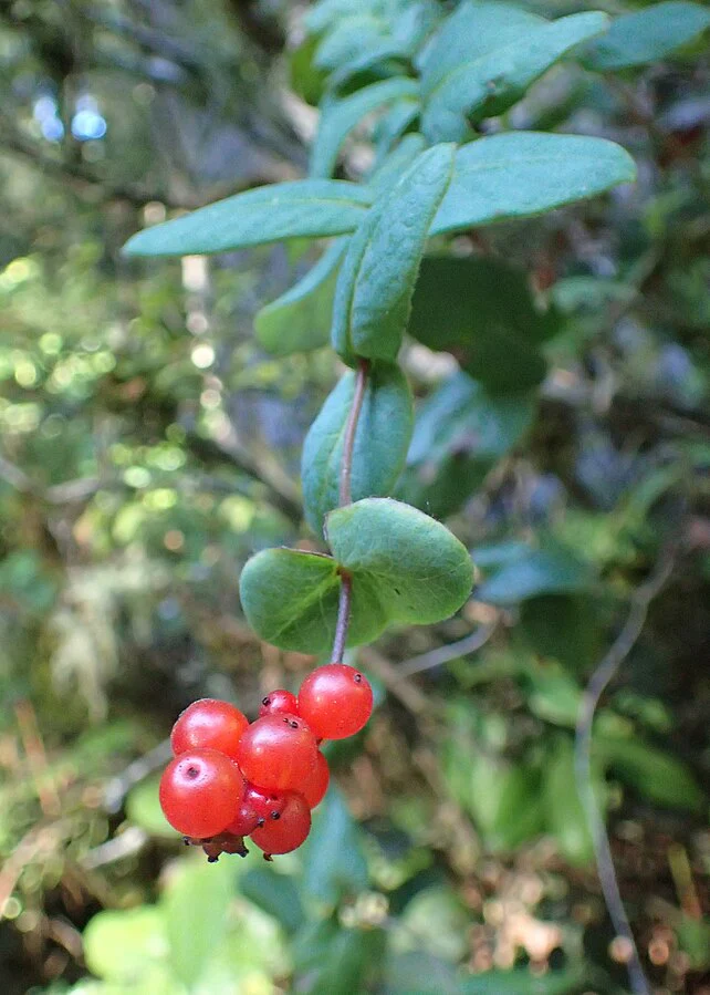 Hairy Honeysuckle - Image 2