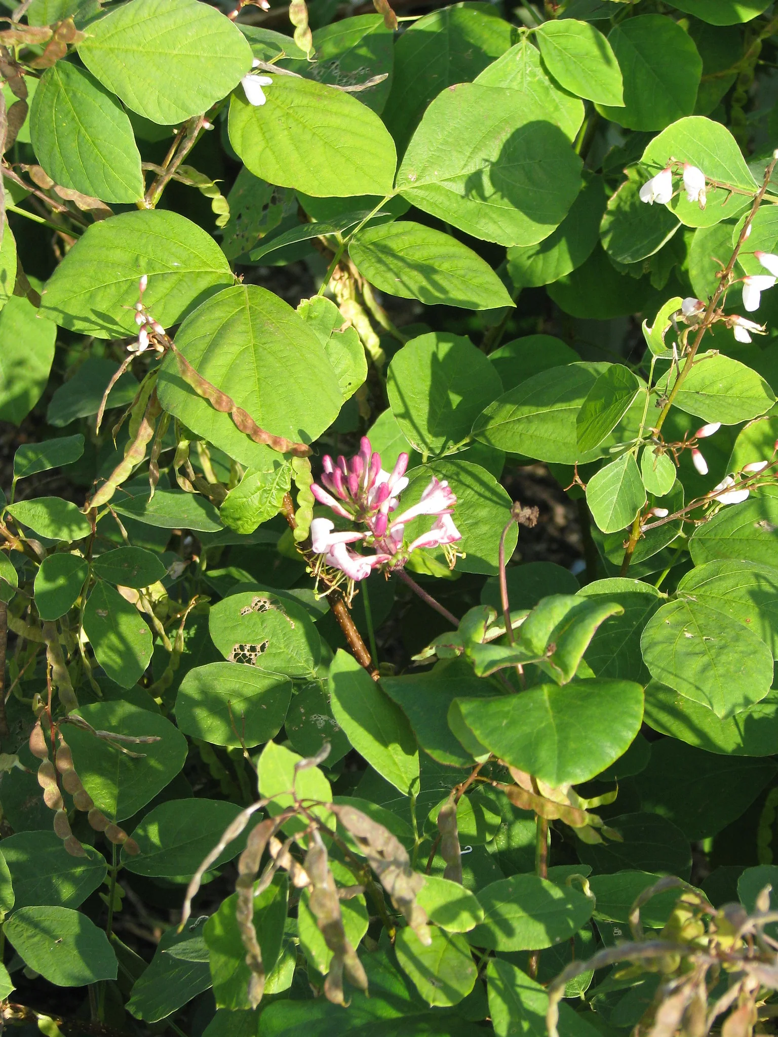 Hairy Honeysuckle - Image 3