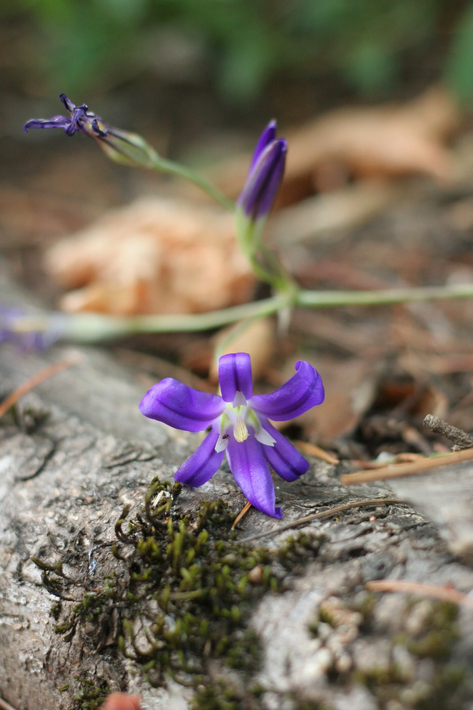 Harvest Brodiaea (Bulbs) - Image 3