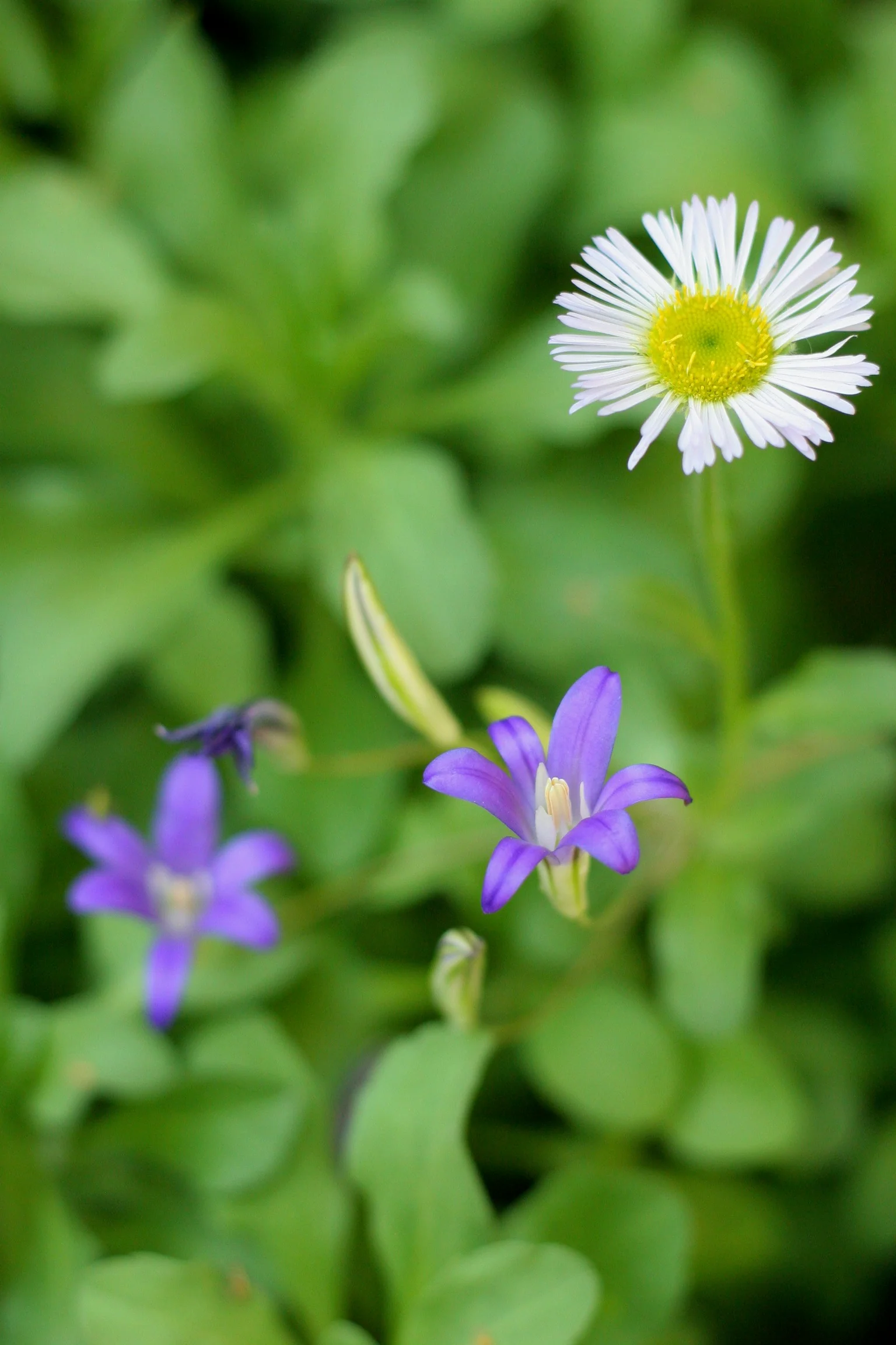 Harvest Brodiaea (Bulbs) - Image 4