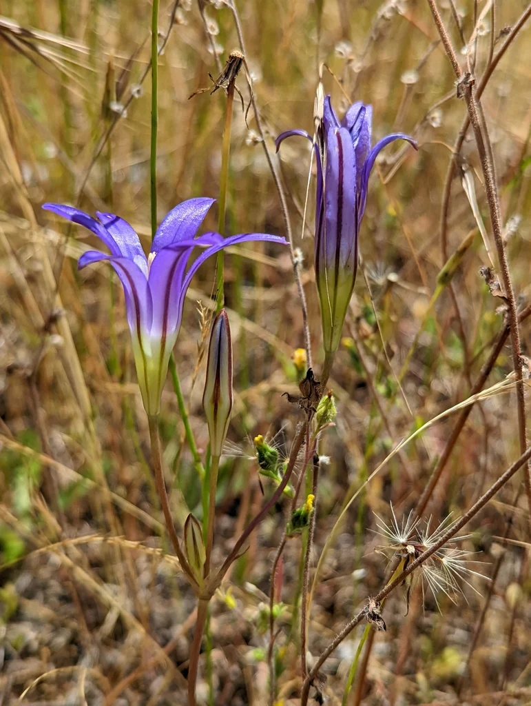 Harvest Brodiaea (Bulbs) - Image 5