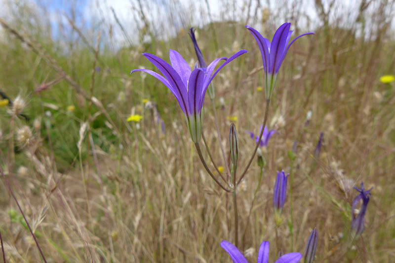 Harvest Brodiaea (Bulbs) - Image 6