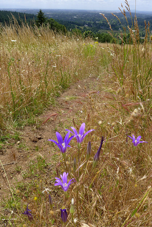 Harvest Brodiaea (Bulbs) - Image 7