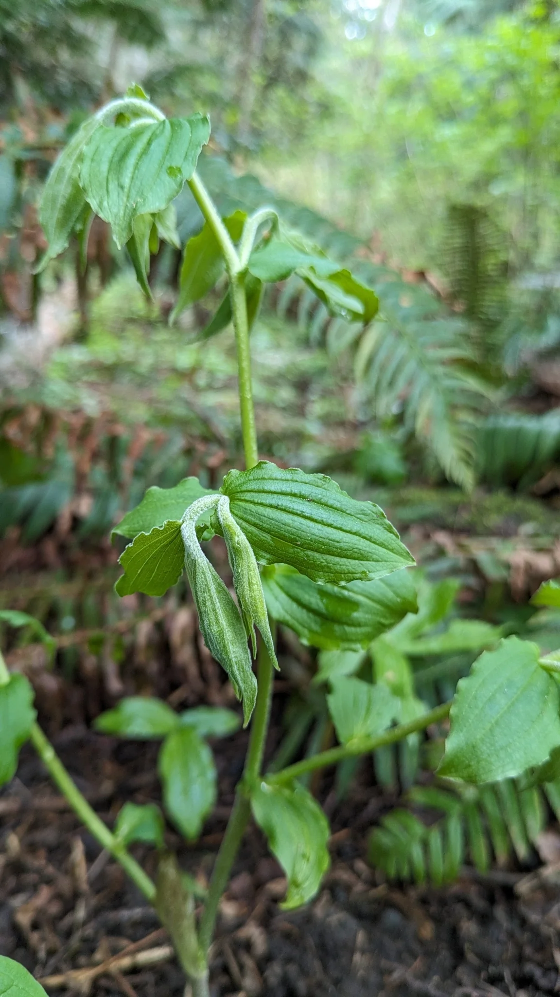 Hooker's Fairybells - Image 2