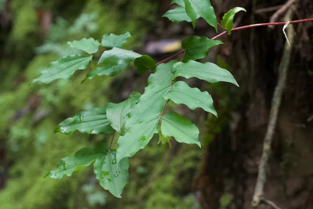 Hooker's Fairybells - Image 3