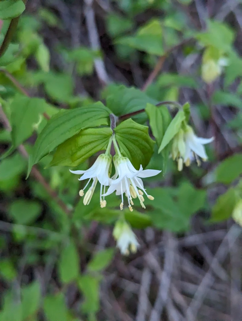 Hooker's Fairybells - Image 4