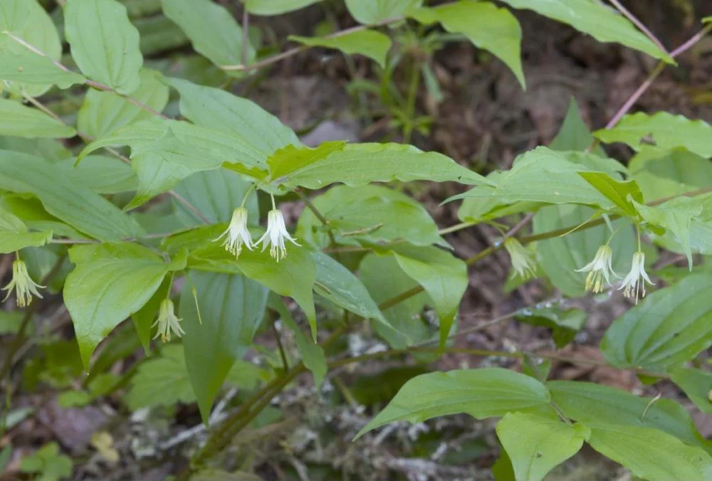Hooker's Fairybells - Image 5