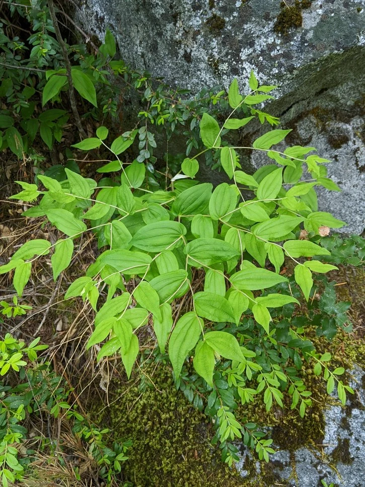 Hooker's Fairybells - Image 6