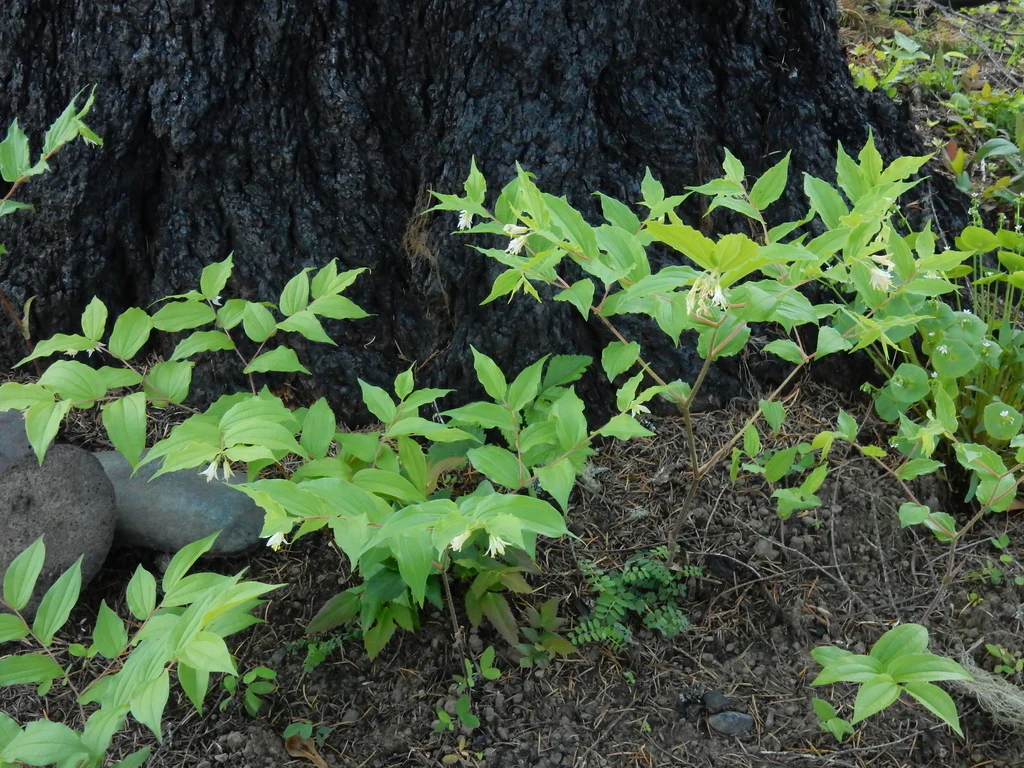 Hooker's Fairybells - Image 7