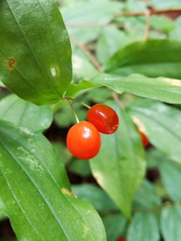 Hooker's Fairybells - Image 8