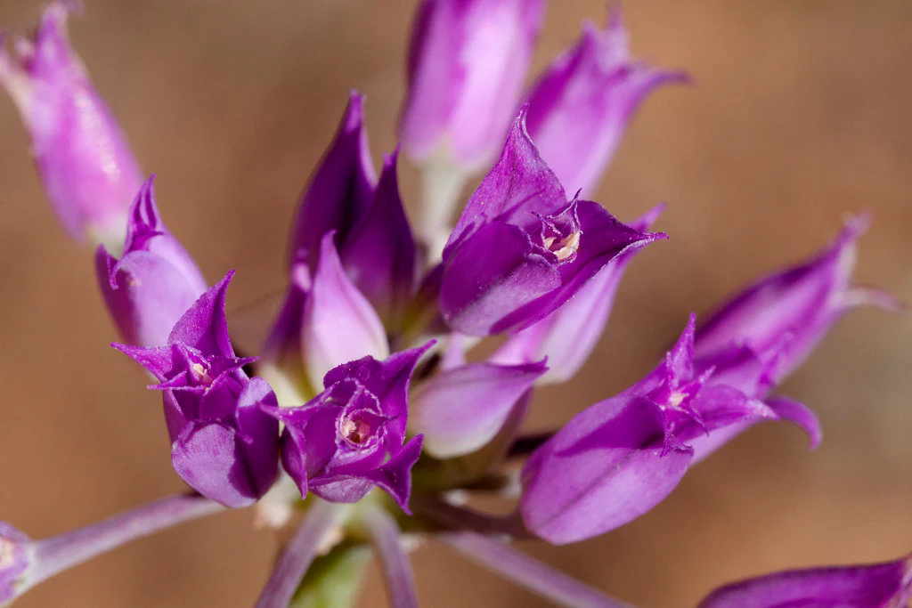 Hooker's Onion - Image 2