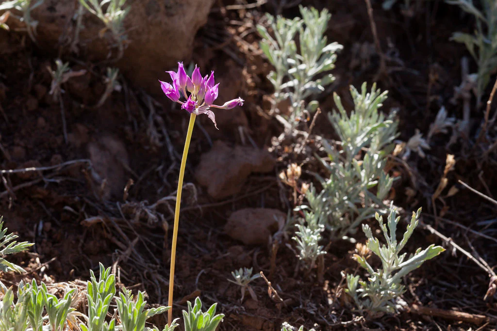 Hooker's Onion - Image 3