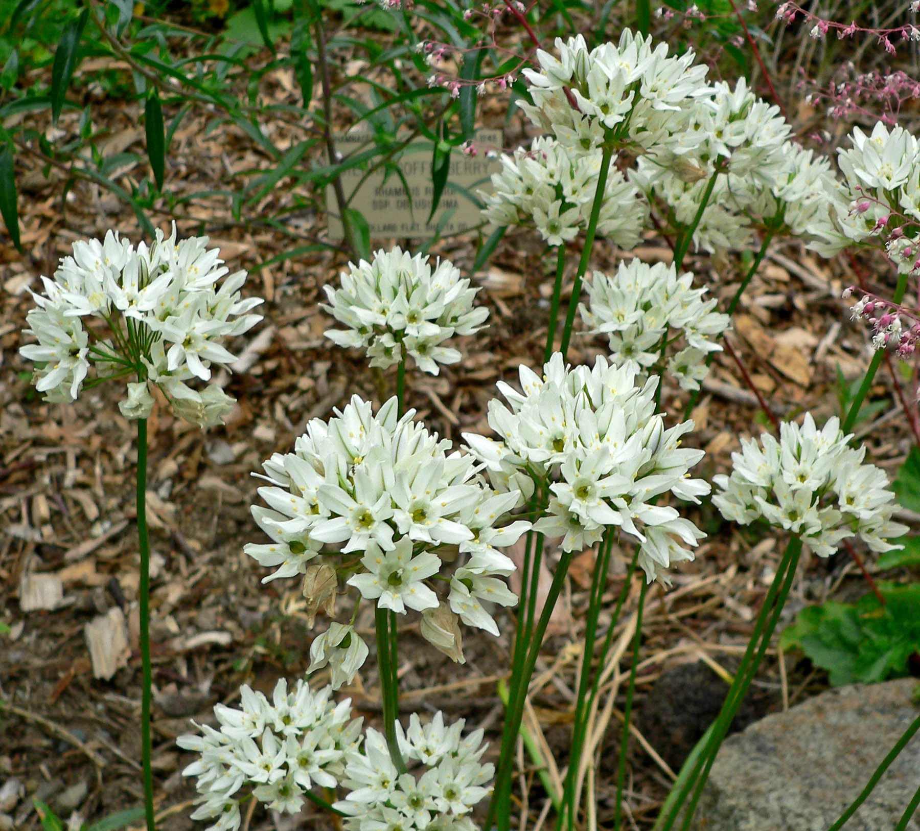 Hyacinth Brodiaea - Image 2