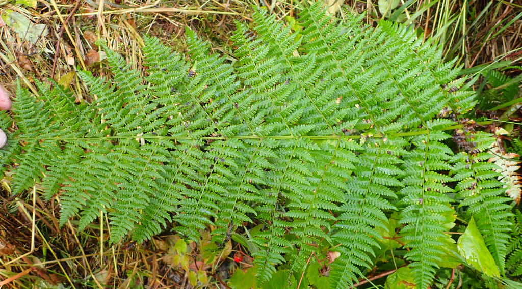Lady Fern - Image 2