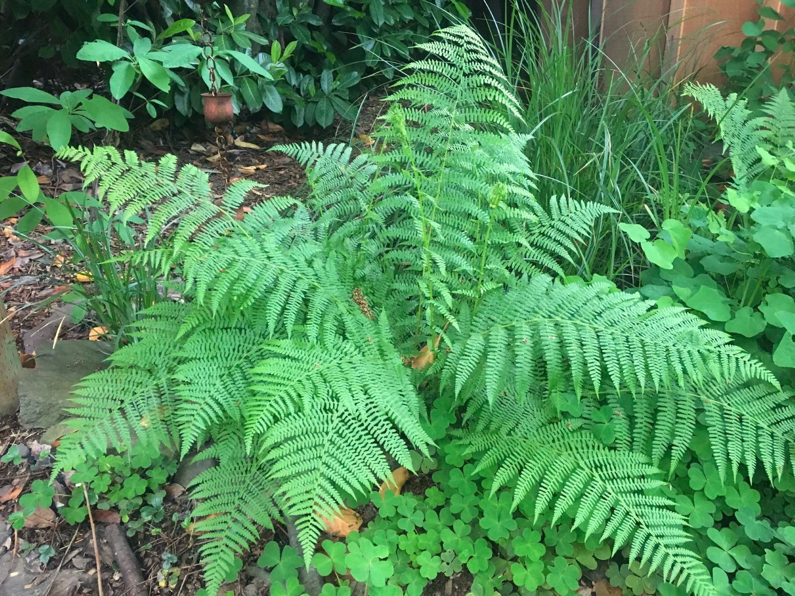 Lady Fern - Image 3